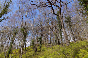 Obraz premium Spring in the forest on the slopes of the Snowdonia mountains