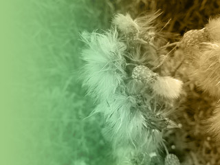 foliage © neurostructure