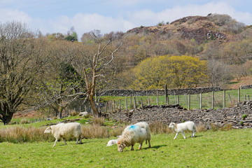 Fototapeta premium Sheep graze on the slopes of the Snowdonia Mountains, Wales