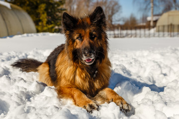 german shepherd dog, the dog lies in the snow and looks at the owner