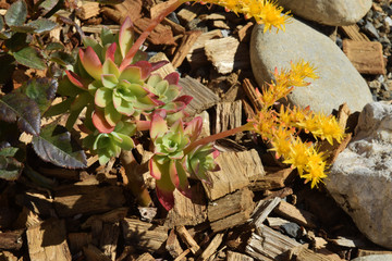Plante grasse, succulente, à fleurs jaunes