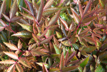 Closeup of astilbe leaves in spring with new growth