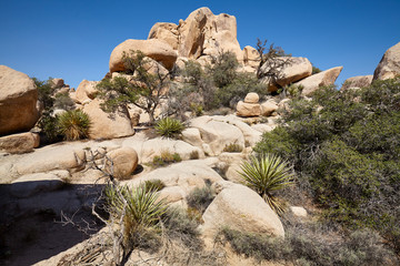 Wilderness of the Joshua Tree National Park, California, USA.