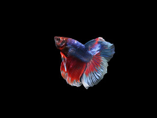 Double color halfmoon beta fish on black background