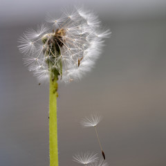 dandelion seeds waiting to be blown away by the wind