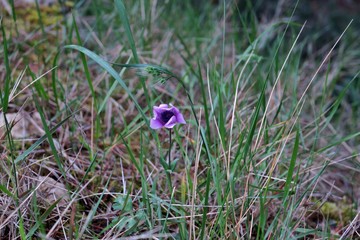 small purple flower in high green grass on the lawn