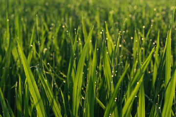 drops of morning dew on young grass shoots. rice cultivation. rice field. young rice