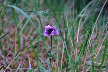 small purple flower in high green grass on the lawn