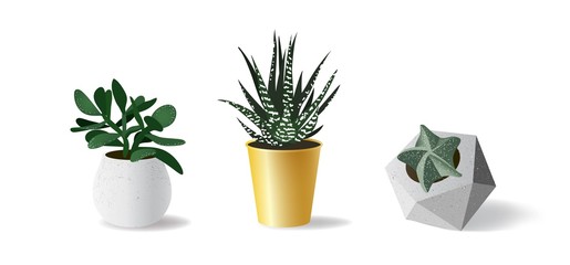Collection of various succulent plants in different pots on white background. Vector illustration