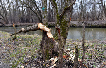 A broken Tree that was chewed by a beaver.The tree is in the Park, almost in the center of the city
