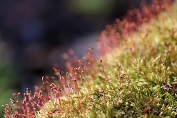 Moss with red spore capsules in the forest close up, selective focus. Colorful macro shot for nature background