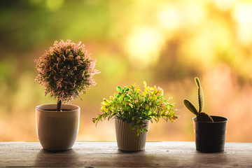 Interior design at home with cactus and little tree in pot or sunlight to fresh in morning