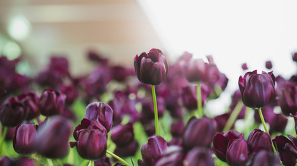 Beautiful view of purple tulips. Tulip flowers meadow.Tulip garden. Group of colorful tulip.
