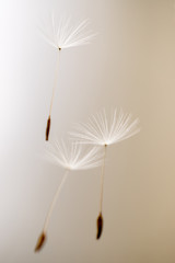 dandelion seeds waiting to be blown away by the wind