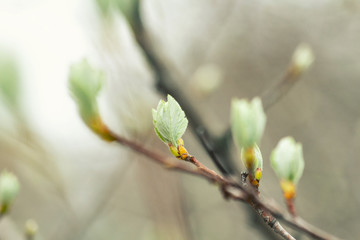Picturesque blooming green buds with leaves on the brunch in spring close up