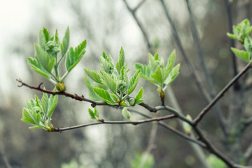Picturesque blooming green buds with leaves on the brunch in spring close up