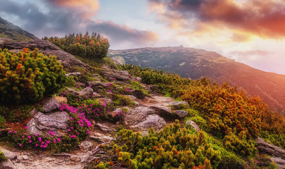 Impressive Landscape in Mountains, at sunset. Scenic image of fairy-tale Highland with rhododendron...