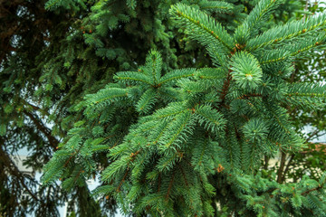 Beautiful green spruce branches in autumn closeup.