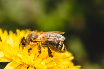 Honey bee covered with yellow pollen collecting nectar from dandelion flower.