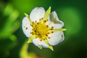 Beautiful white and yellow flower blooming closeup.