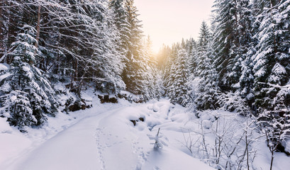 Fantastic winter forest landscape. Icy snowy fir trees glowin in sunlight. winter holiday concept. travel happy day. wonderland in winter. background in postcard. creative artistic image