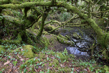 Abandoned quarry Luxulyan Cornwall