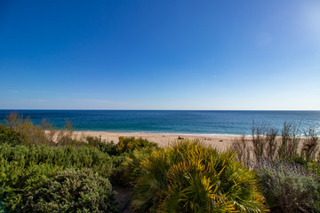 Fototapeta na wymiar vegetation on first cloth with beach in background