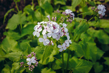 Lunaria rediviva plant commonly known as perennial honesty