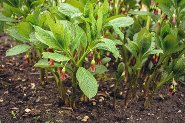 Datura stramonium plant commonly known as jimsonweed or devils snare