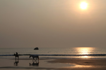 horse at sunset