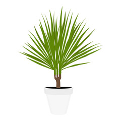 Houseplant potted plant