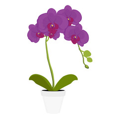 Fototapeta na wymiar Orchid houseplant flower