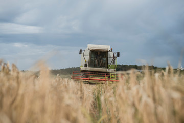 Getreideernte