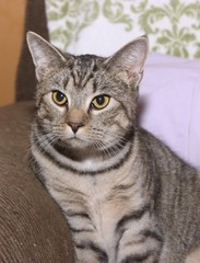 BROWN & WHITE TABBY CAT
