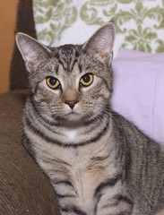 BROWN & WHITE TABBY CAT