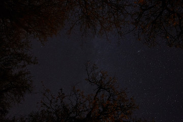 Night sky picture with many stars over the forest