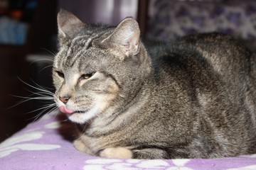 BROWN & WHITE TABBY CAT