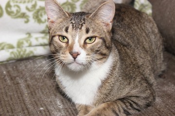 BROWN & WHITE TABBY CAT