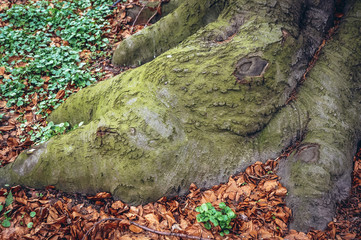 Roots of fagus sylvatica tree commonly known as European beech or common beech