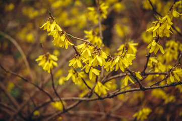 Forsythia ovata flowering plants variety called Nakai commolny known as Korean forysthia or gaenari