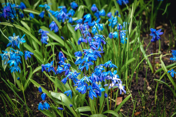 Scilla sibirica flowering plant commonly known as Siberian squill or wood squill