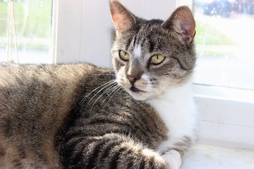 BROWN & WHITE TABBY CAT