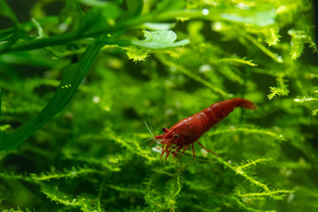 Bloody mary neocaridina pet shrimp standing on green aquatic moss in freshwater aquarium