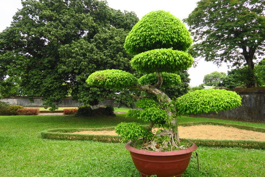 Bonsai taill&eacute; dans un parc