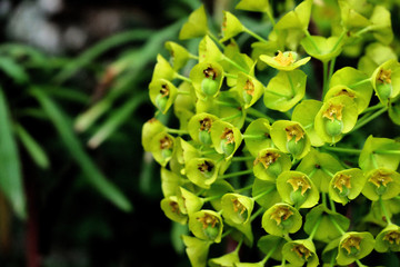 beautiful background of small green-yellow flowers close up