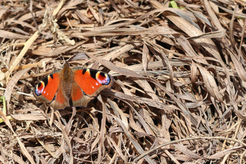Close-up photography of bright red butterfly in dry grass