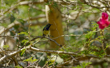 Wild bird near Lake Babogaya in February 2019, Ethiopia