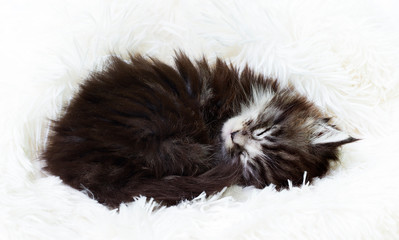 cute striped kitten sleeping