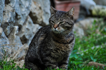 Beautiful gray cat walking on green grass.Gray cat.Domestic animal