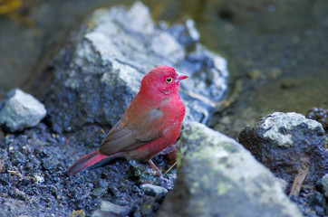 Wild bird near Lake Babogaya in February 2019, Ethiopia